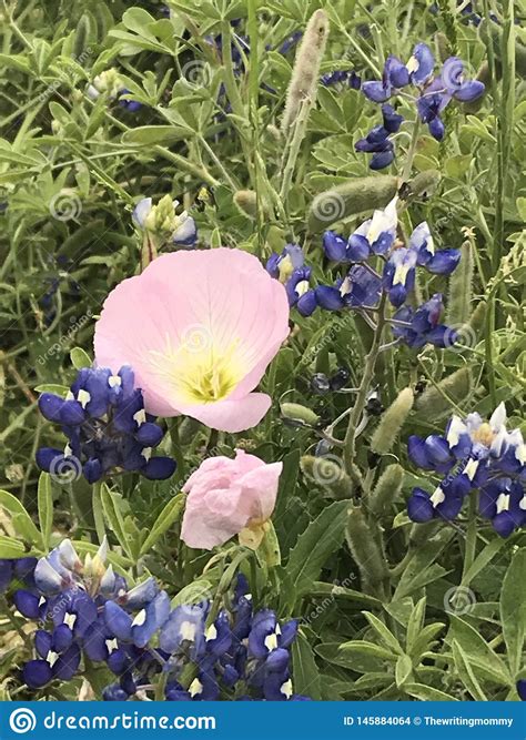 Bluebonnets appealed to people long before texas became a state. Bluebonnets E Flores E Lotes Cor-de-rosa Das Ervas ...