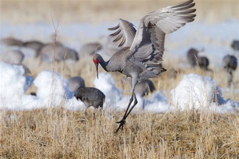 Best Time To See Sandhill Crane Migration In Colorado 2024 Roveme