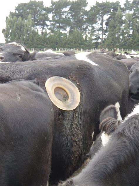 Cows With Holes In Their Sides