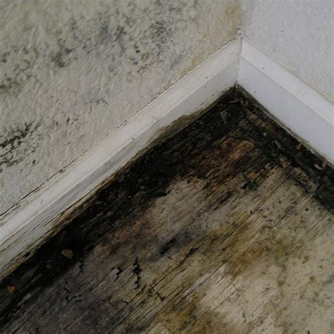 Learning the causes of mold in basement areas can help you prevent mold damage and eliminate existing. 20 Luxury How To Get Rid Of Black Mold In Basement ...