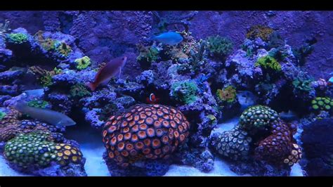 Update On The Red Sea Reefer 525 Youtube