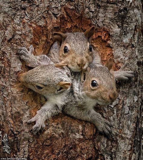 Rick Tomalty Photographs Baby Squirrels As They Peer Out Of Their Nest