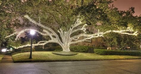 Live Oak wrapped in White Christmas Lights in River Oaks Houston, TX