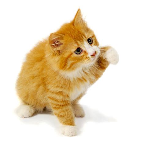 Cat Reaching Stock Photos Pictures And Royalty Free Images Istock