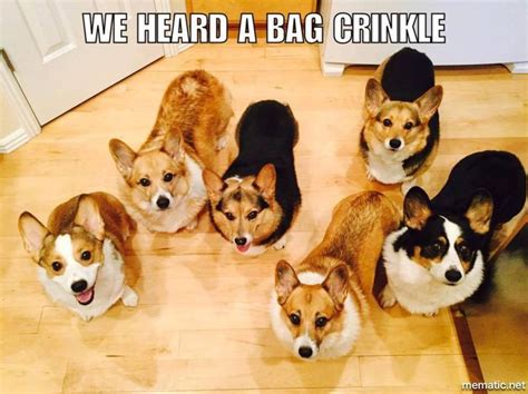 Corgi Dog Squadcorgi Squadcorgi Dog Groupcorgi Dog Packcorgi Puppy