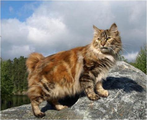 Top 10 Rare Cat Breeds Rare Cat Breeds Rare Cats Bobtail Cat