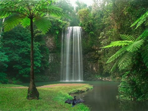 Atherton Tablelands Area Queensland Australias Guide