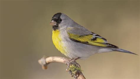 All About Goldfinches And How To Attract Them Wild Birds Unlimited