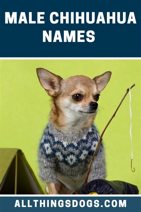 Dog Names For Male Chihuahua Puppies