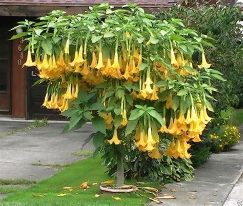 Angels trumpet plants produce beautiful blooms in the summer, but you'll need to be careful watering it. Angel Trumpet Yellow- BRUGMANSIA SEEDS - Huge, Fragrant ...