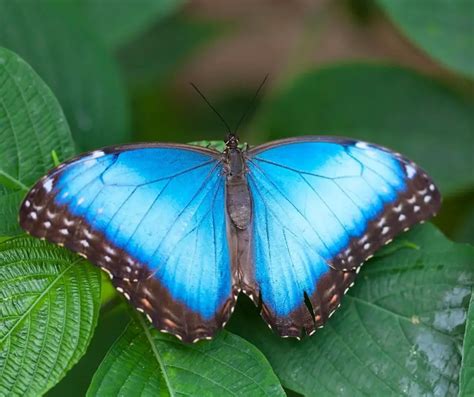 22 Different Types Of Butterflies Plus Faq Animals Hq