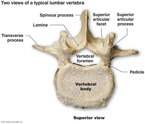 Lab 6 Labeled Vertebrae Medical Anatomy Human Anatomy