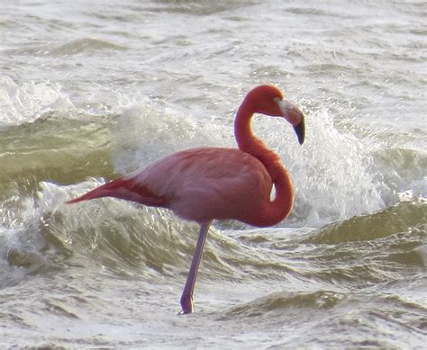 Breannas Birding Blog Flamingo At Bunche Beach Afternoon January