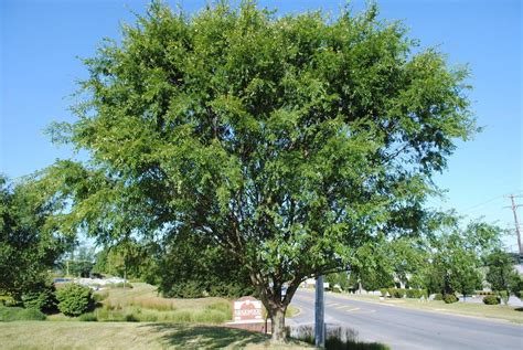 Photo Of The Entire Plant Of Chinese Elm Ulmus Parvifolia Posted By