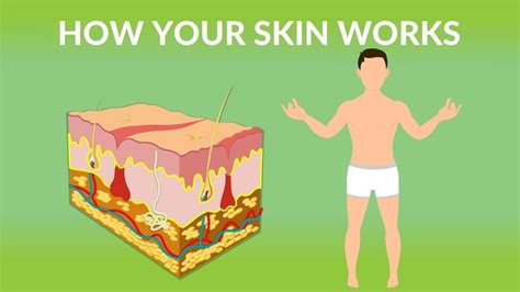 How Your Skin Works How Does The Skin Work Human Skin Structure And
