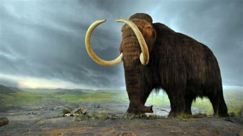 Harvard Scientists Say They Could Bring Back Woolly Mammoths Within Two