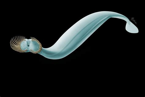 Scientists Identify Tiny Prehistoric Sea Worm With Venus