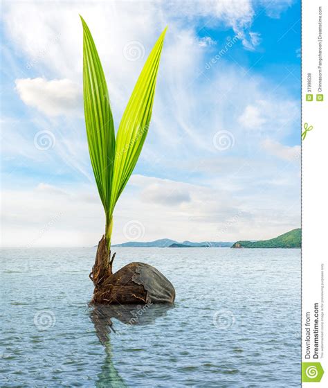 Coconut floating away, hawaii, feb 17, 2009 Coconut Bud Floating In The Sea Stock Photo - Image of ...