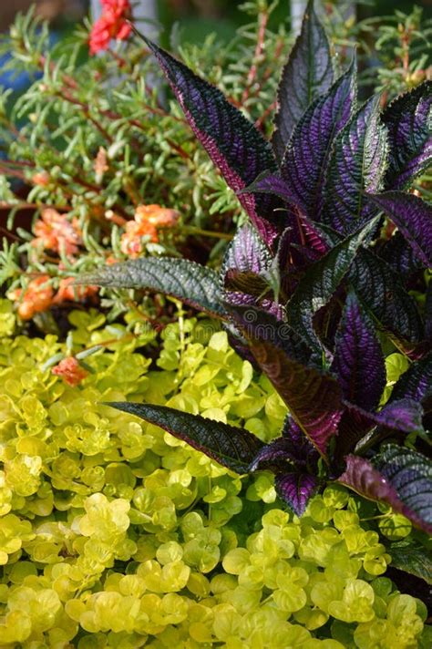 Green Ground Cover Plant Surrounding A Small Shrub With Bright Purple