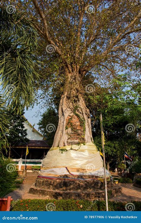 Ancient Buddha Head Embeded In Banyan Tree From Ayutthaya Thailand