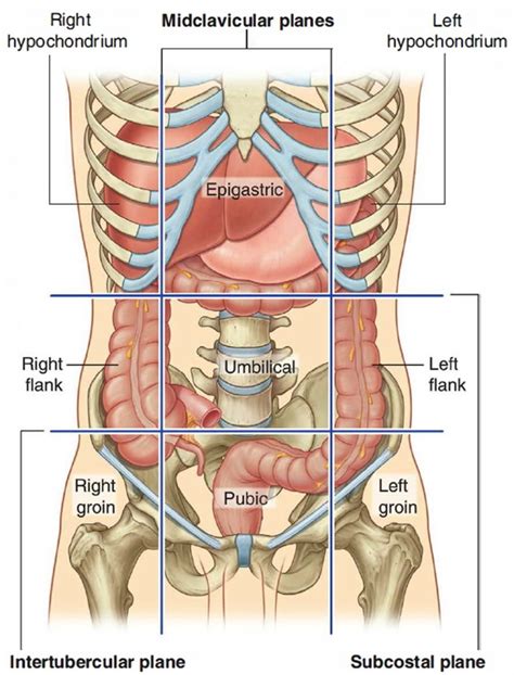 Human Appendix Anatomy Location And Function Of Appendix
