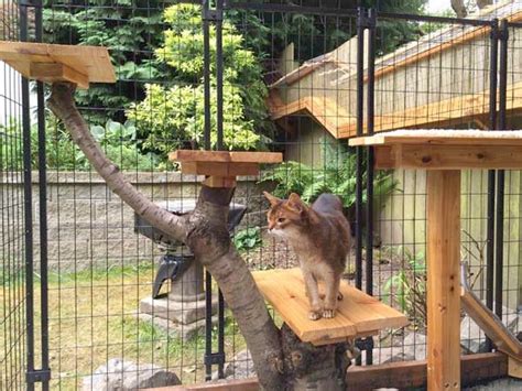 Awesome Large Diy Backyard Cat Enclosure Cuckoo4design