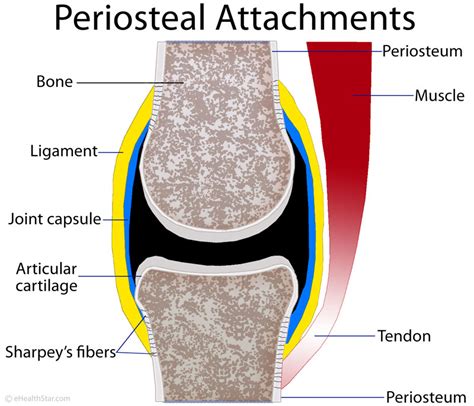Periosteum Definition Location Anatomy Histology And Function