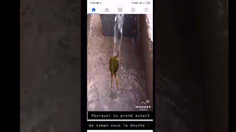 grenouille qui danse sous la douche 😂 youtube en 2022 sous la douche douche grenouille