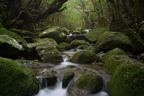 Japan Waterfall In The Rainforest Of The Island Yakushima Unesco