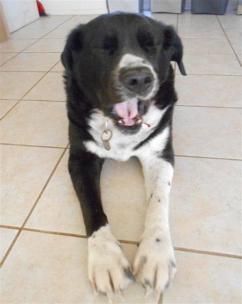 Drastic decline in their appetite or no interest in eating at all What Your Dog's Gum Color and Appearance Can Tell About ...