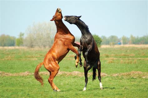 Unwanted Behaviors In Young Horses Horse And Rider