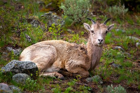 A Young Big Horn Sheep Rests On The Hillside South Of Roosevelt In