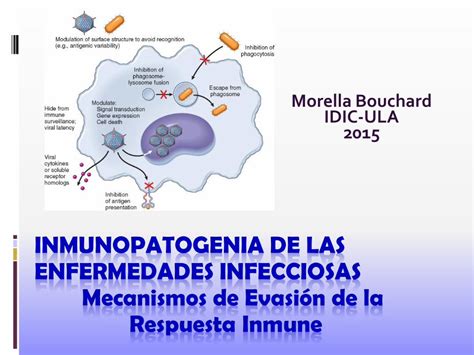 Pdf Inmunopatogenia De Las Enfermedades · Inmunidad Innata Frente A