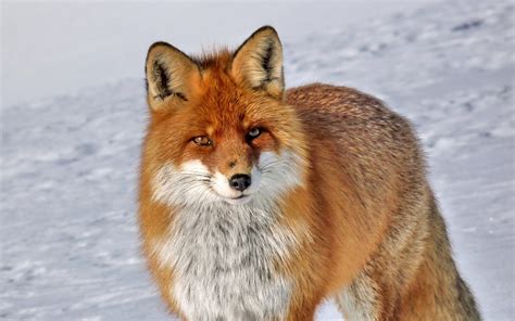 611 Fox Hd Wallpapers Backgrounds Wallpaper Abyss Page 4