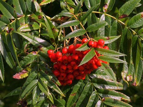 Maybe you would like to learn more about one of these? 15th September | The Garden Diary