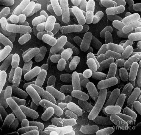 E Coli Bacteria Sem X27000 Photograph By David M Phillips Pixels