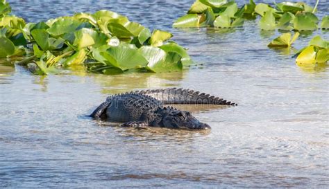Gigantic American Alligator At Orlando Wetlands Stock Photo Image Of