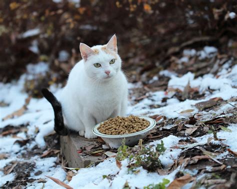 White Cat In The Snow Harry Shuldman Flickr