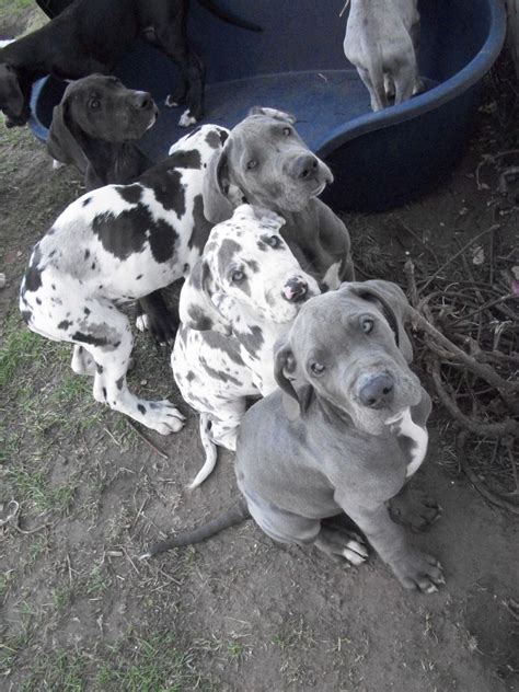 Feed them kibble designed for large breed dogs three times a day. Great+Dane+Puppies+Harlequin+Blue+Ready+Now+Doncaster ...