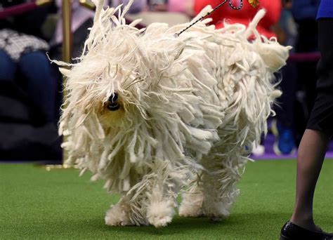 Scenes From The 2017 Westminster Dog Show The Atlantic