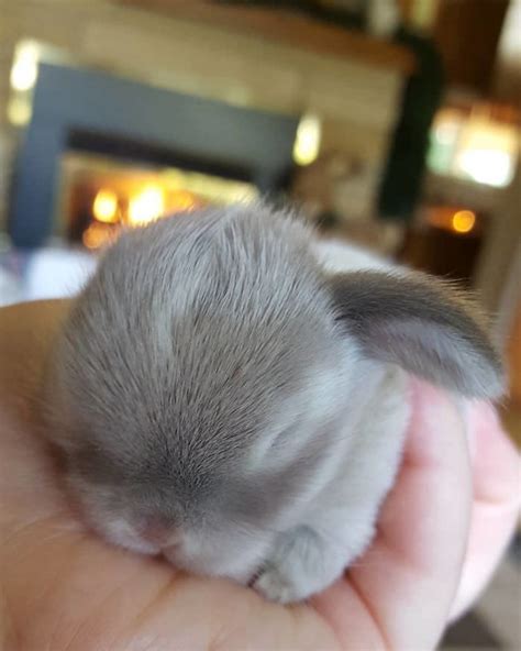 50 Handfuls Of Cute Baby Bunnies That Will Melt Your Heart Cute Baby