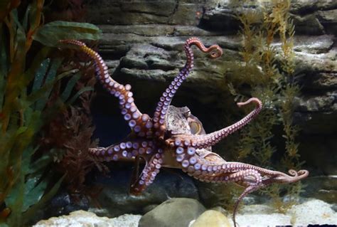 Predatory Octopuses Were Drilling Into Clamshells At Least 75 Million