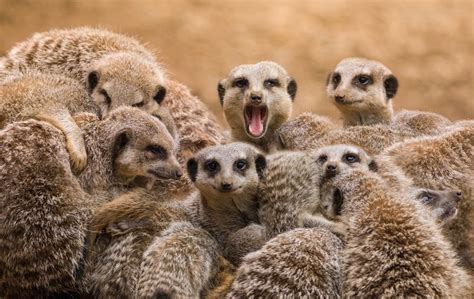 11 Things You Didnt Know About Meerkats Mnn Mother Nature Network