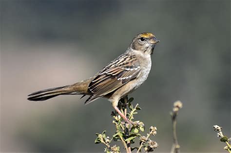 Golden Crowned Sparrow Birdforum