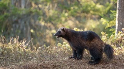 Top 157 What Does A Wolverine Animal Look Like