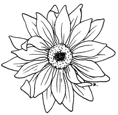 Black And White Sunflower Drawing | Free download on ... Rose drawing simple simple flower drawing flower drawing tutorials sunflower drawing sunflower art drawing flowers sun drawing how to draw a sunflower, step by step, drawing guide, by dawn.