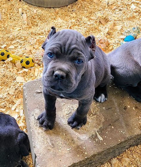 Akc And Iccf Registered Cane Corso Puppies In Missouri Ford From 45 Cane