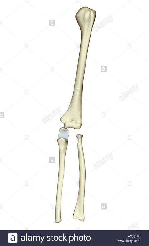 The Bones Of The Upper Limb Stock Photo Alamy