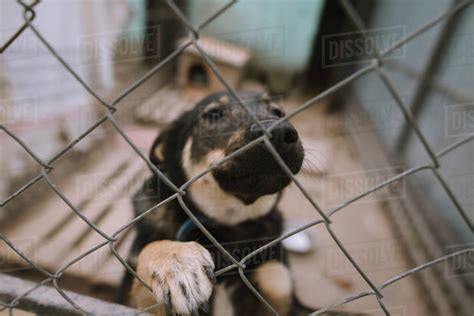 Portrait Of Dog Behind Fence In Animal Shelter Stock Photo Dissolve