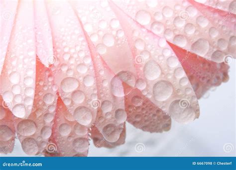Closeup Pink Wet Gerbera Stock Photo Image Of Floral